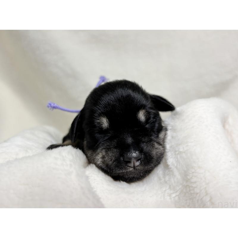 販売中の千葉県のミニチュアシュナウザー-456890の13枚目