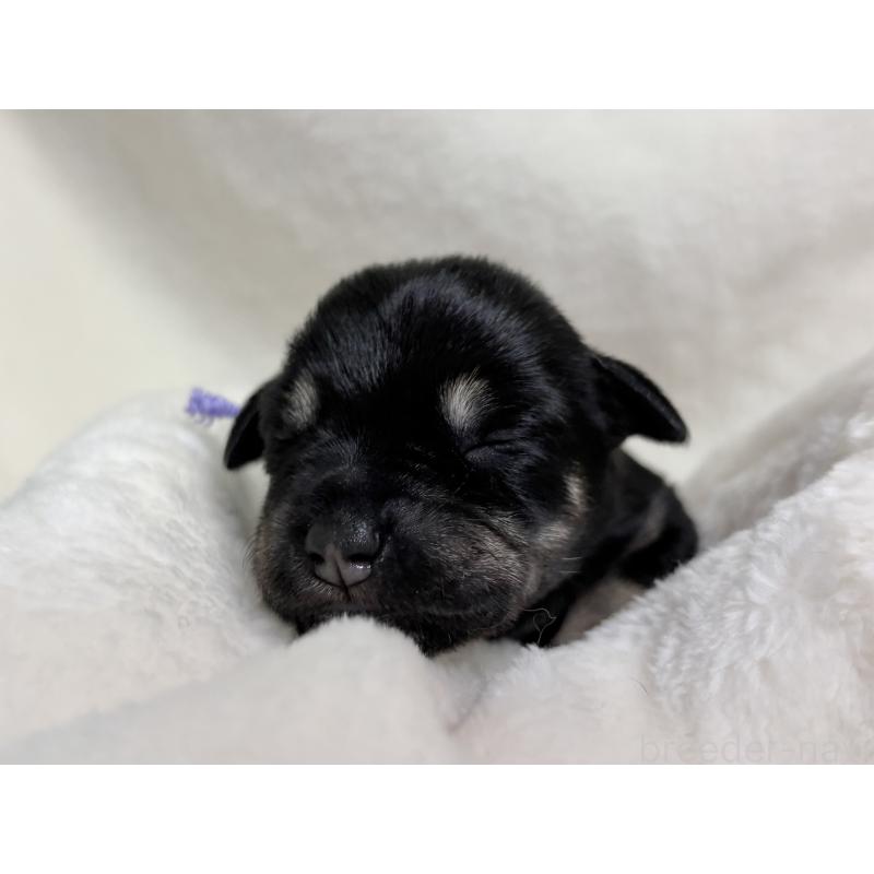 販売中の千葉県のミニチュアシュナウザー-456890の12枚目