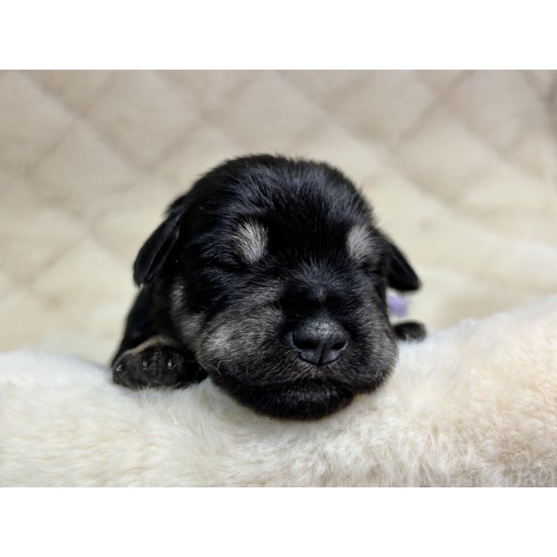 販売中の千葉県のミニチュアシュナウザー-456890の11枚目