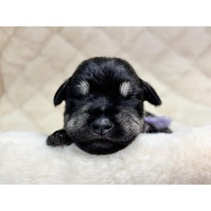 販売中の千葉県のミニチュアシュナウザー-456890の10枚目