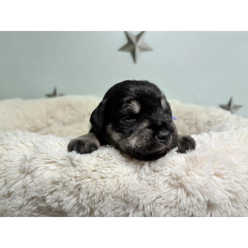 販売中の千葉県のミニチュアシュナウザー-456890の9枚目