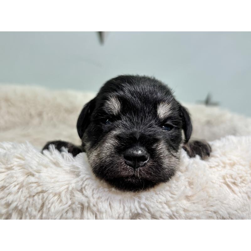 販売中の千葉県のミニチュアシュナウザー-456890の8枚目