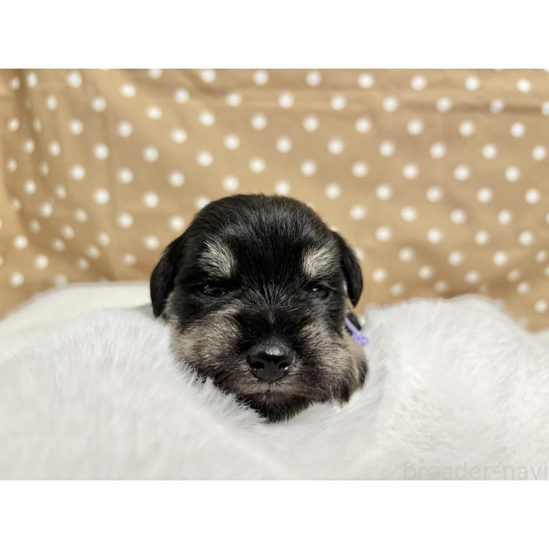 販売中の千葉県のミニチュアシュナウザー-456890の7枚目