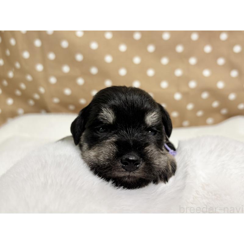 販売中の千葉県のミニチュアシュナウザー-456890の6枚目