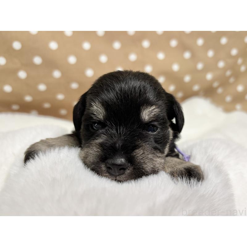 販売中の千葉県のミニチュアシュナウザー-456890の5枚目