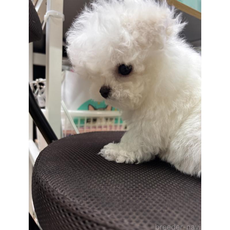 販売中の愛知県のビションフリーゼ-456891の6枚目