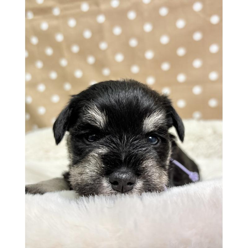 販売中の千葉県のミニチュアシュナウザー-456890の4枚目