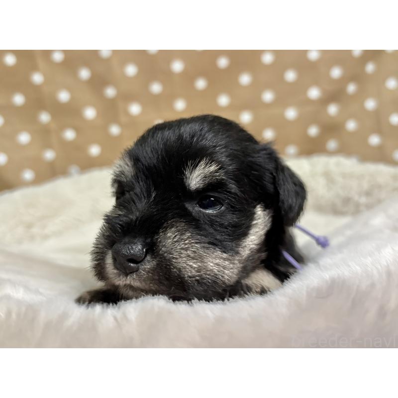 販売中の千葉県のミニチュアシュナウザー-456890の3枚目