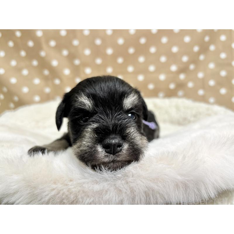 販売中の千葉県のミニチュアシュナウザー-456890の2枚目