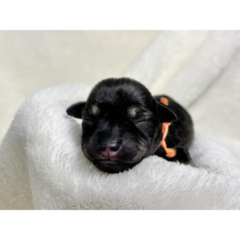 販売中の千葉県のミニチュアシュナウザー-456892の11枚目