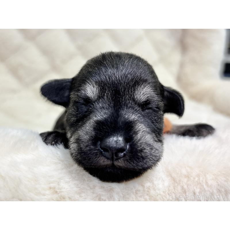 販売中の千葉県のミニチュアシュナウザー-456892の10枚目