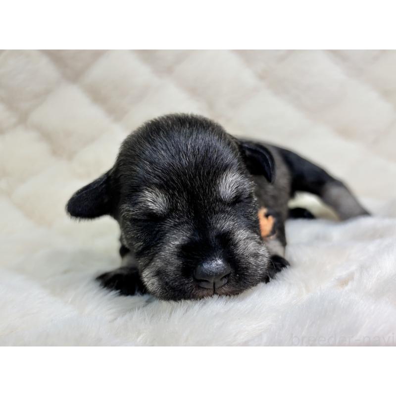 販売中の千葉県のミニチュアシュナウザー-456892の9枚目