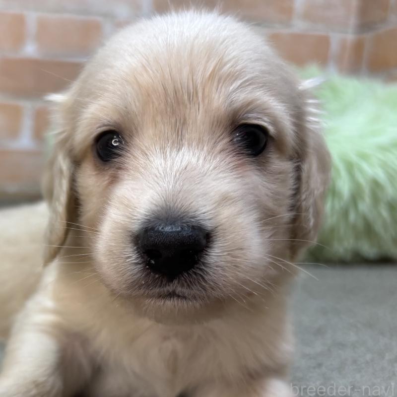 販売中の奈良県のカニンヘンダックスフンド(ロングヘアード)-456113