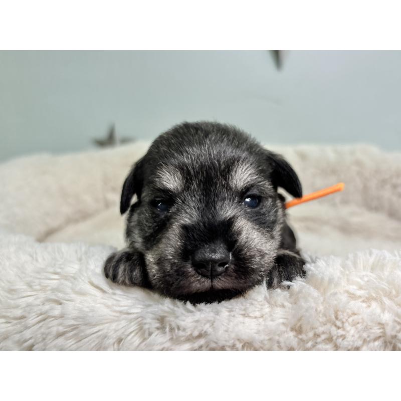 販売中の千葉県のミニチュアシュナウザー-456892の8枚目