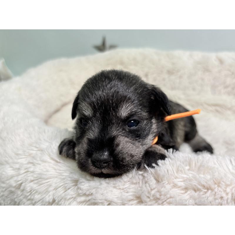 販売中の千葉県のミニチュアシュナウザー-456892の7枚目