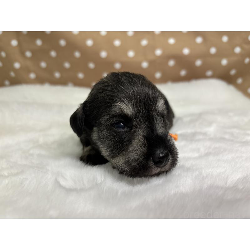 販売中の千葉県のミニチュアシュナウザー-456892の6枚目