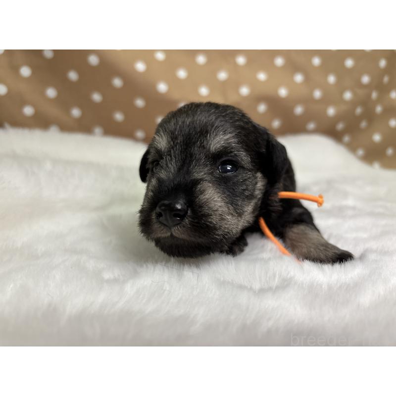 販売中の千葉県のミニチュアシュナウザー-456892の5枚目