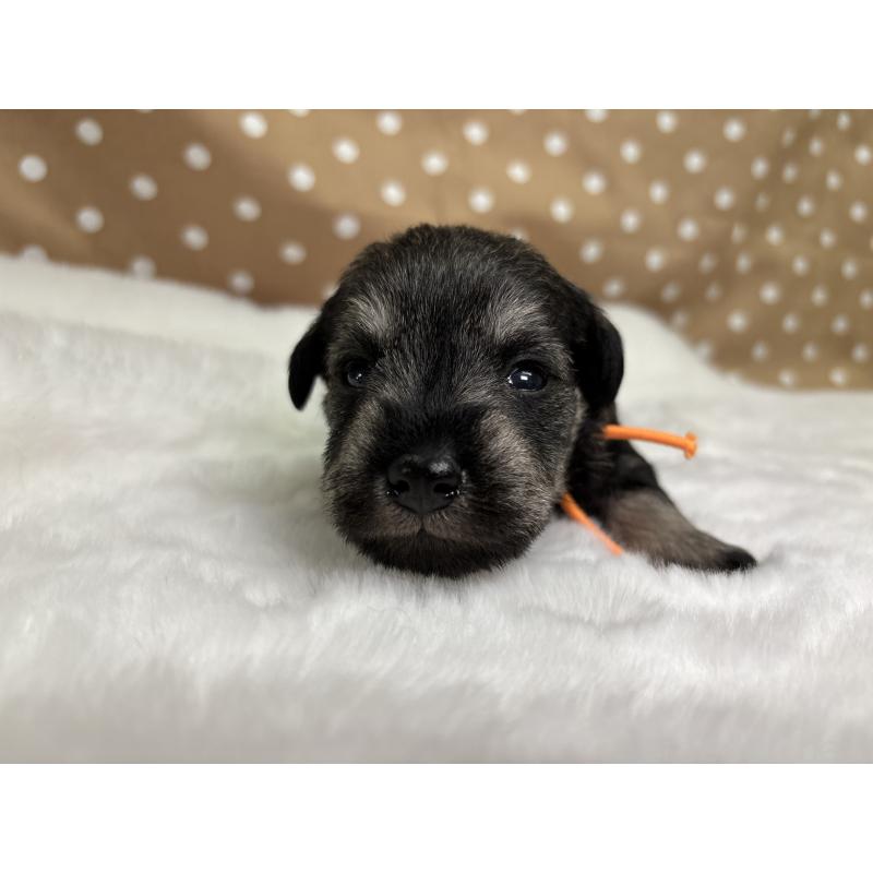 販売中の千葉県のミニチュアシュナウザー-456892の4枚目