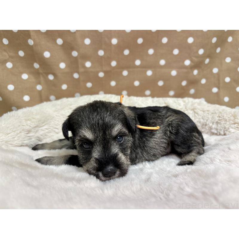 販売中の千葉県のミニチュアシュナウザー-456892の3枚目