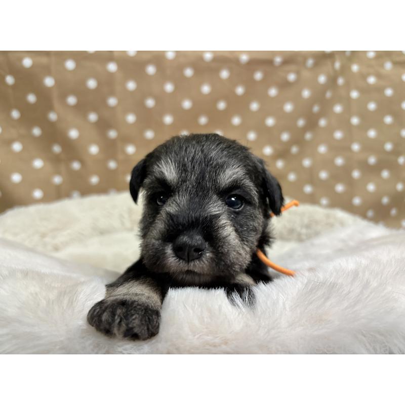 販売中の千葉県のミニチュアシュナウザー-456892の2枚目