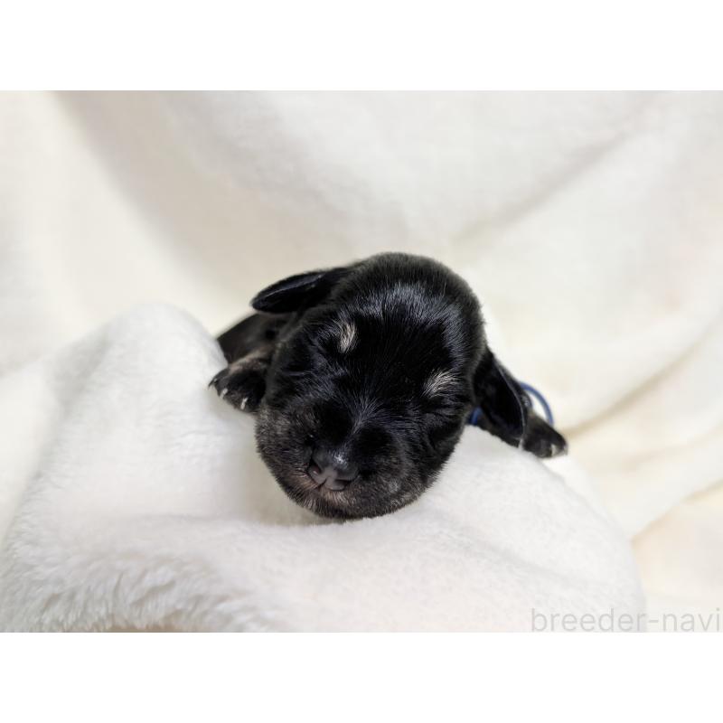 販売中の千葉県のミニチュアシュナウザー-456893の12枚目