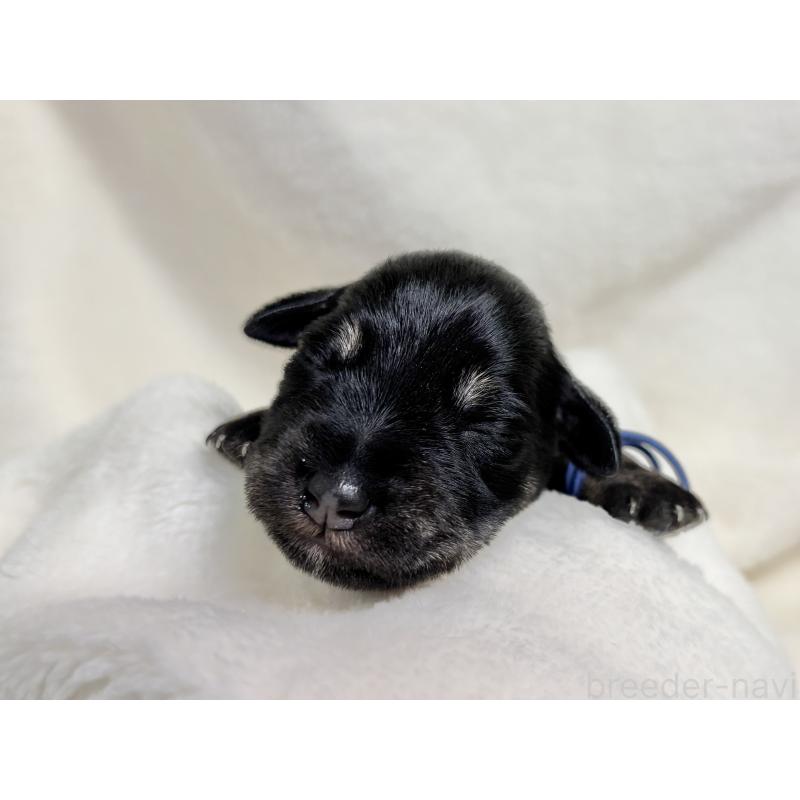 販売中の千葉県のミニチュアシュナウザー-456893の11枚目