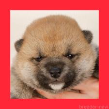 オンライン見学