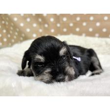 ♀︎ミニチュアシュナウザー