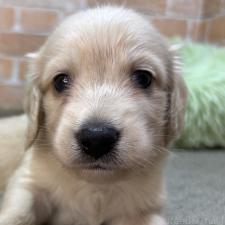 ♀︎カニンヘンダックスフンド(ロングヘアード)