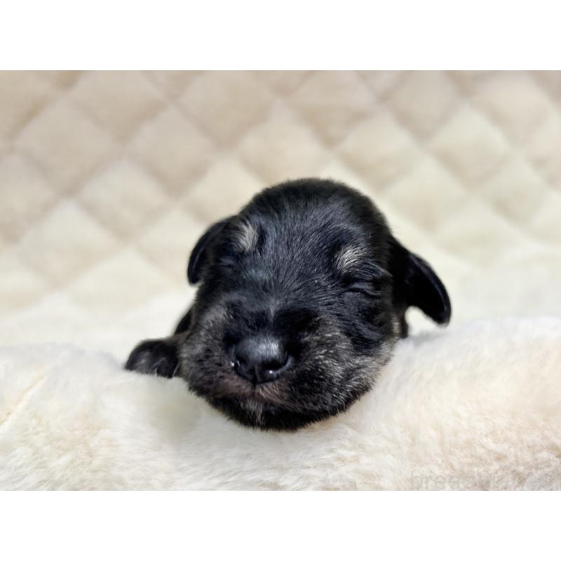 販売中の千葉県のミニチュアシュナウザー-456893の10枚目