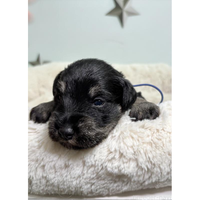 販売中の千葉県のミニチュアシュナウザー-456893の9枚目