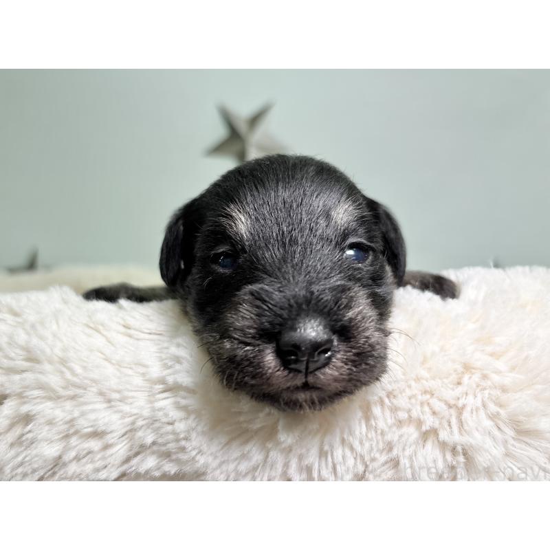 販売中の千葉県のミニチュアシュナウザー-456893の8枚目