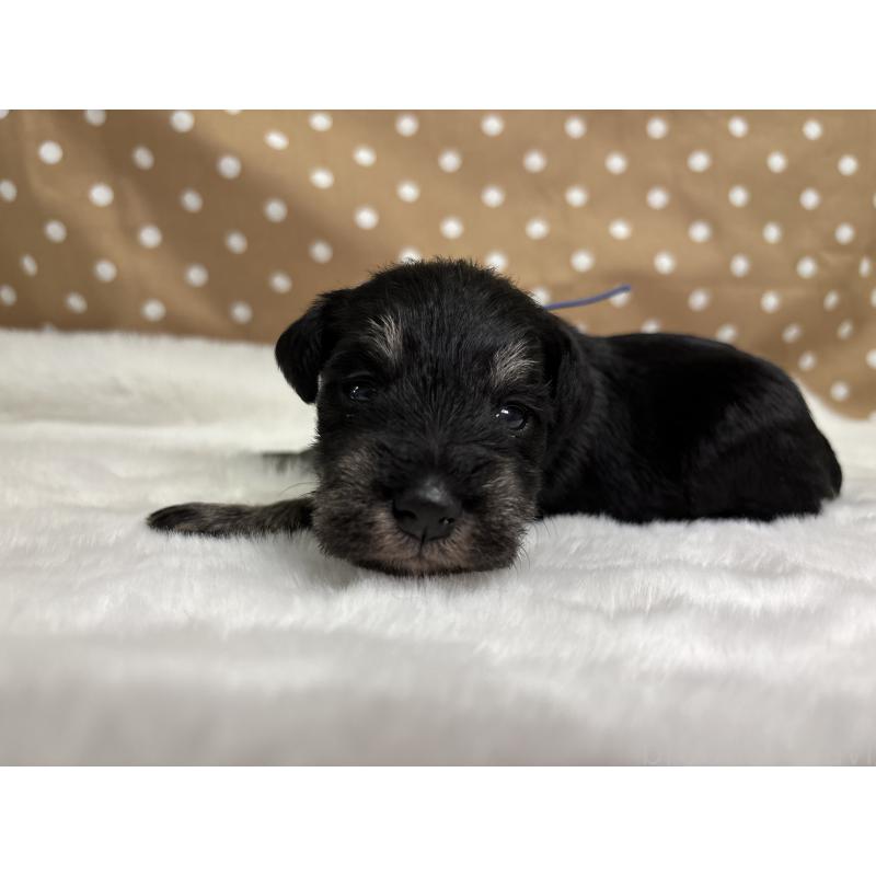 販売中の千葉県のミニチュアシュナウザー-456893の7枚目