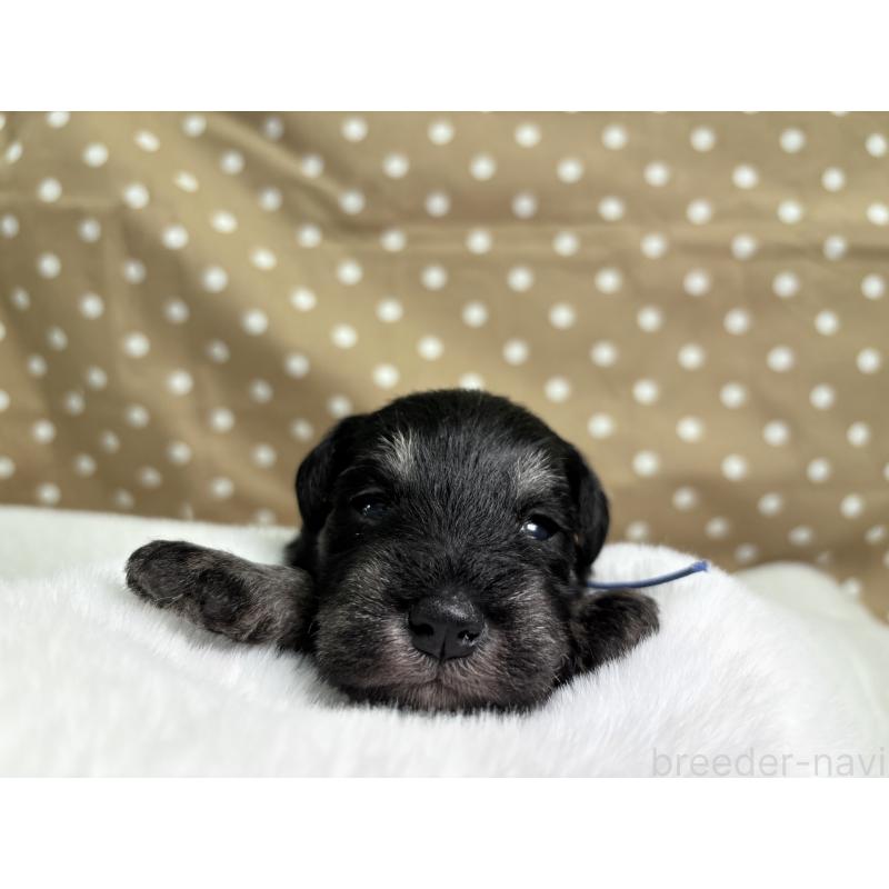 販売中の千葉県のミニチュアシュナウザー-456893の6枚目