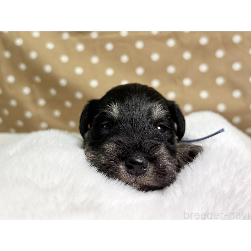 販売中の千葉県のミニチュアシュナウザー-456893の5枚目