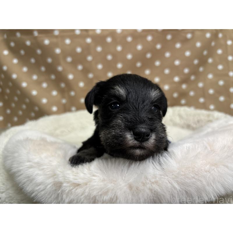 販売中の千葉県のミニチュアシュナウザー-456893の4枚目