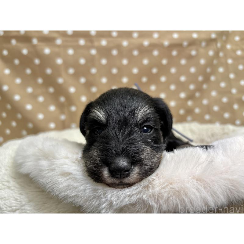 販売中の千葉県のミニチュアシュナウザー-456893の3枚目