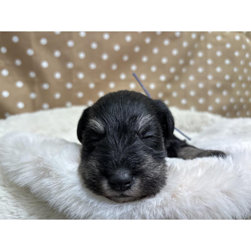 販売中の千葉県のミニチュアシュナウザー-456893の2枚目