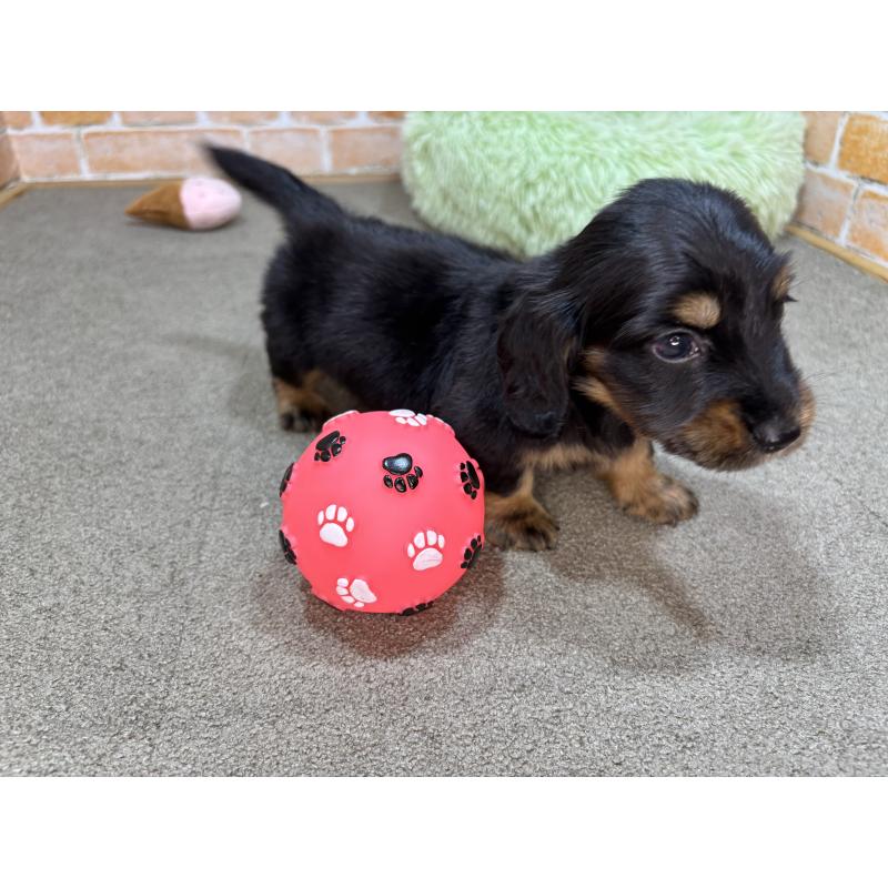 販売中の奈良県のカニンヘンダックスフンド(ロングヘアード)-456894の8枚目