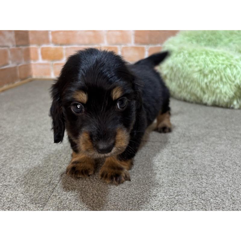 販売中の奈良県のカニンヘンダックスフンド(ロングヘアード)-456894の6枚目