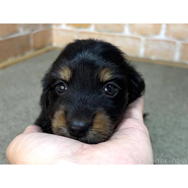 販売中の奈良県のカニンヘンダックスフンド(ロングヘアード)-456894の5枚目