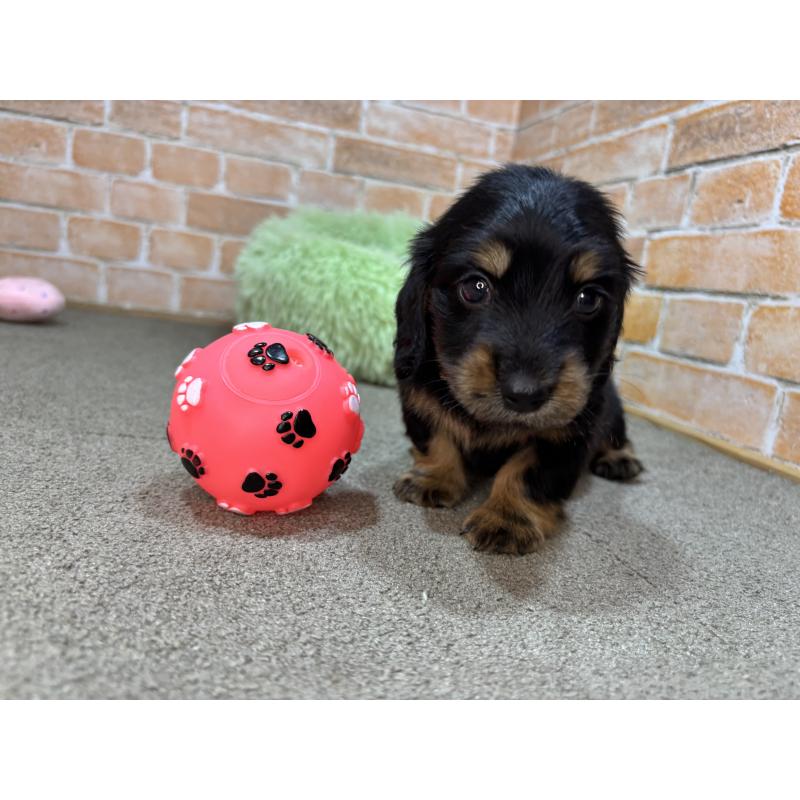 販売中の奈良県のカニンヘンダックスフンド(ロングヘアード)-456894の4枚目