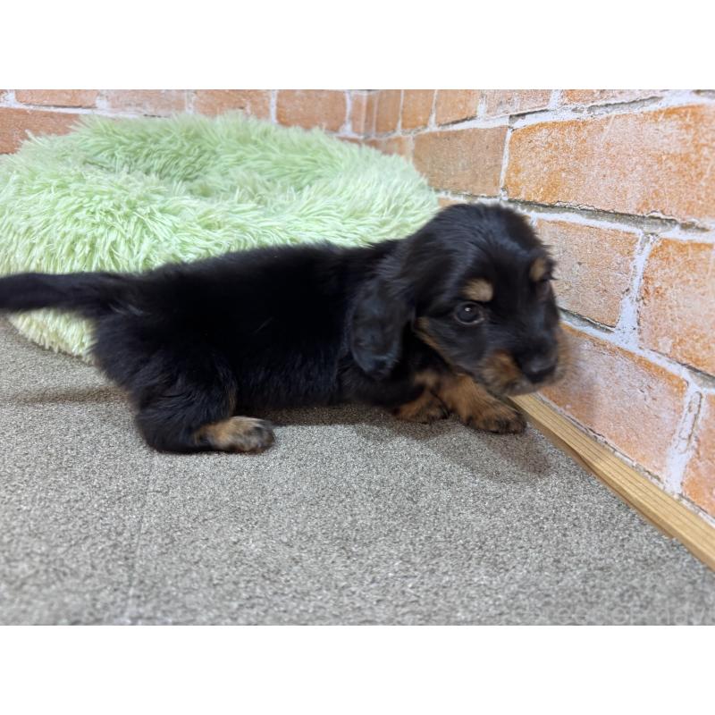 販売中の奈良県のカニンヘンダックスフンド(ロングヘアード)-456894の3枚目