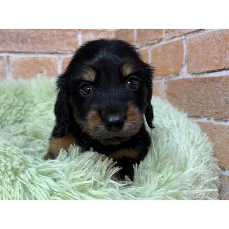 販売中の奈良県のカニンヘンダックスフンド(ロングヘアード)-456894の2枚目