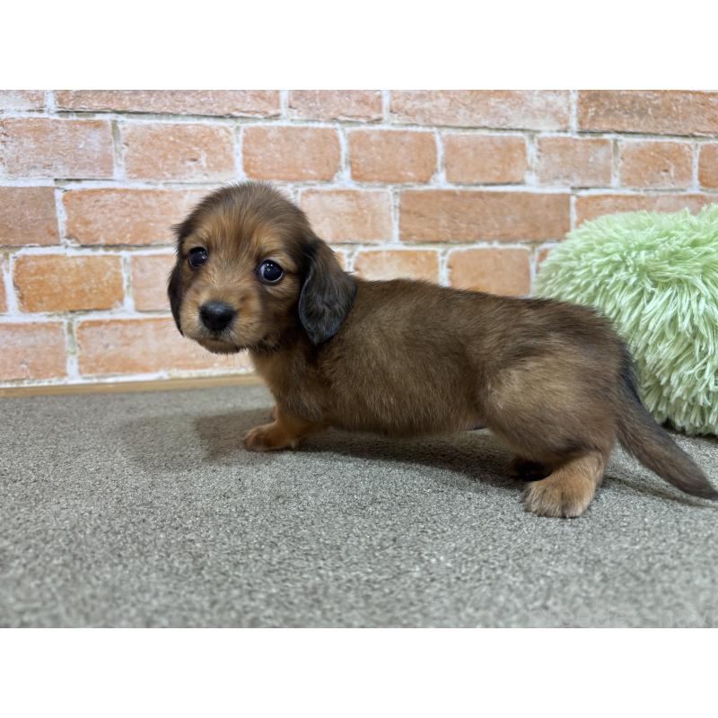 販売中の奈良県のカニンヘンダックスフンド(ロングヘアード)-456895の6枚目