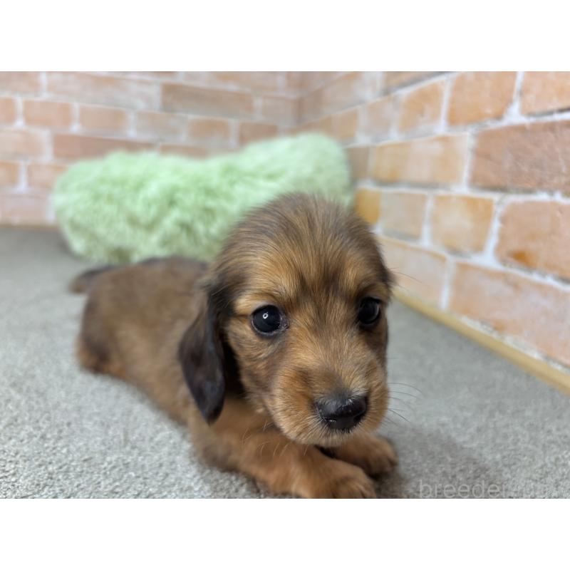販売中の奈良県のカニンヘンダックスフンド(ロングヘアード)-456895の5枚目