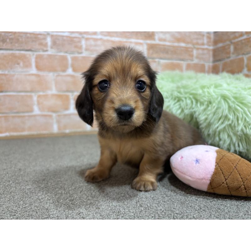 販売中の奈良県のカニンヘンダックスフンド(ロングヘアード)-456895の4枚目