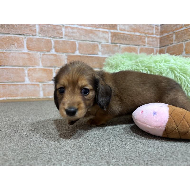 販売中の奈良県のカニンヘンダックスフンド(ロングヘアード)-456895の3枚目