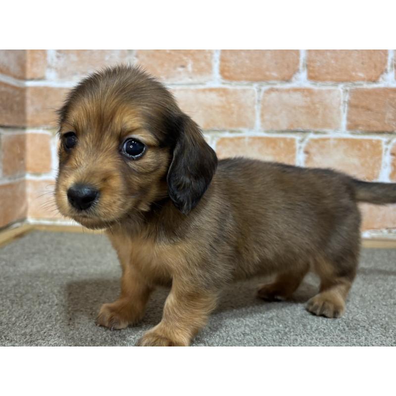 販売中の奈良県のカニンヘンダックスフンド(ロングヘアード)-456895の2枚目