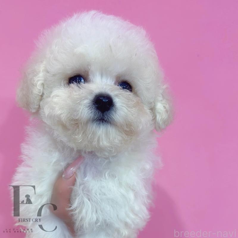 販売中の栃木県のビションフリーゼ-456896の5枚目